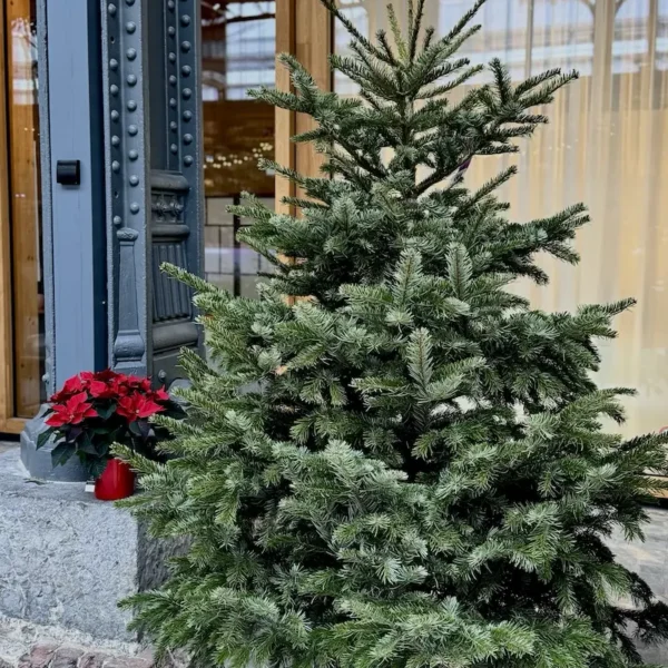 Christmas tree sold at Monsieur Fleurs