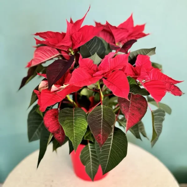 Le Poinsettia Etoile de Noël Monsieur Fleur