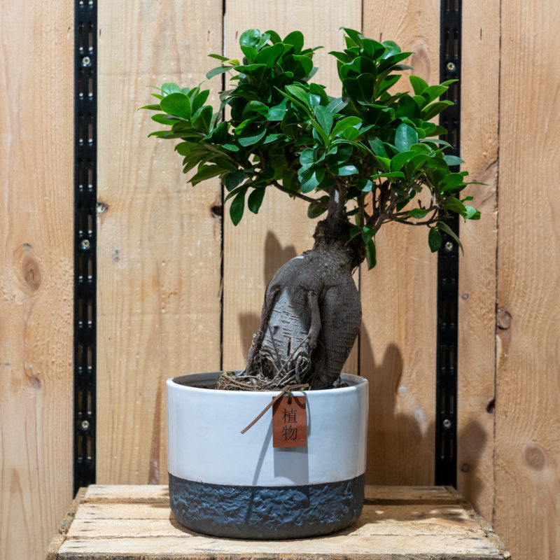 Bonsai Ficus Ginseng