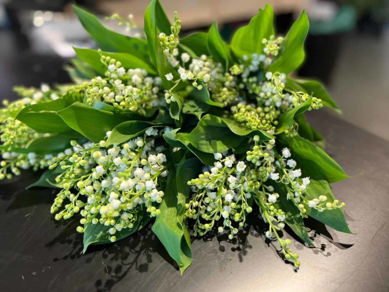 Muguet Monsieur Fleur