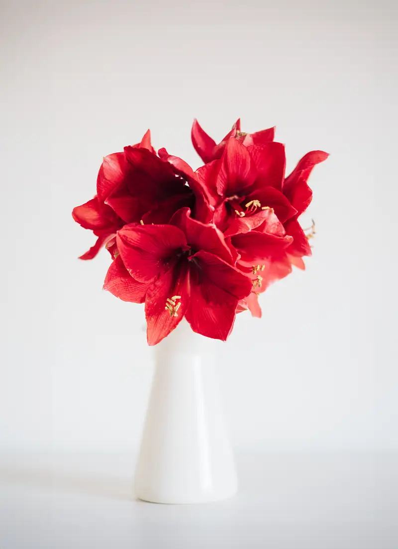 Bouquet de Noël d'amaryllis rouge dans un vase