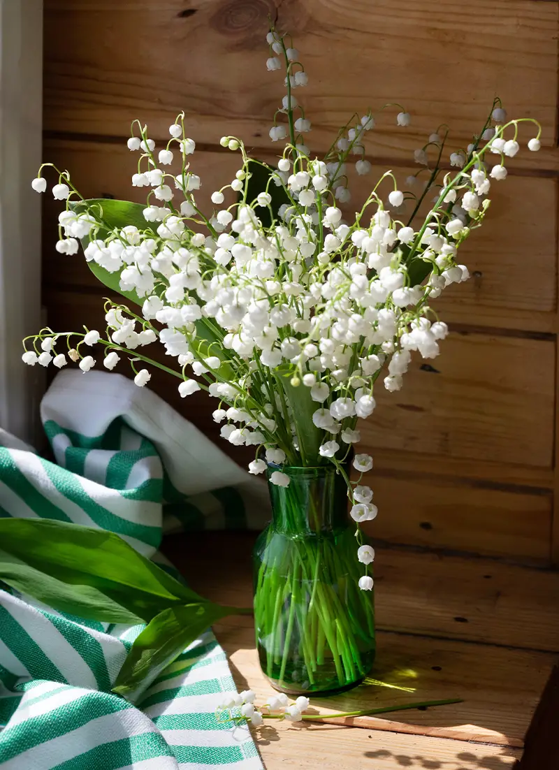 Brins de muguet pour le premier mai