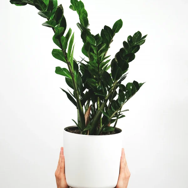 Zamioculcas avec pot en céramique