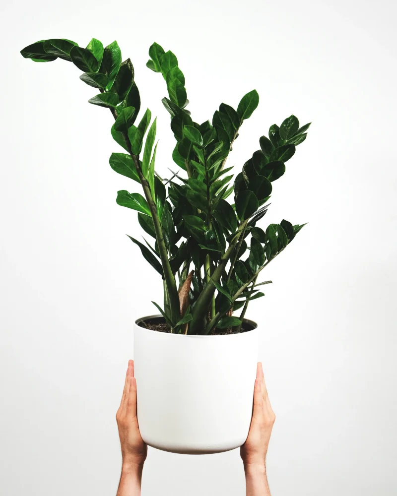 Le Zamioculcas Plante ZZ Monsieur Fleur