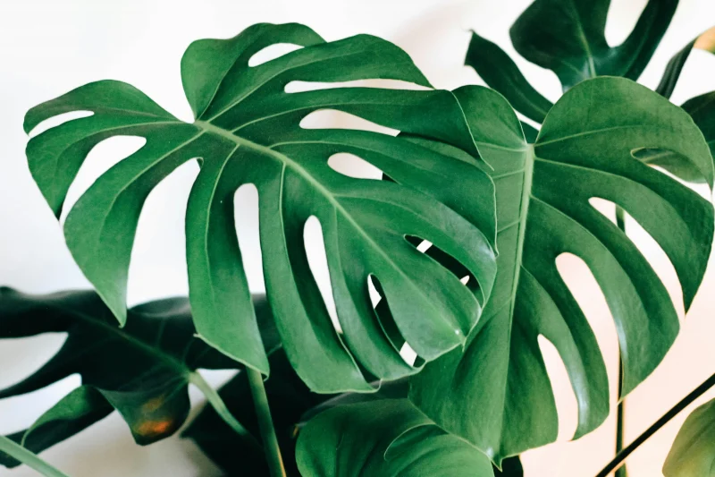 Monstera Deliciosa de taille moyenne avec son panier en jute naturelle