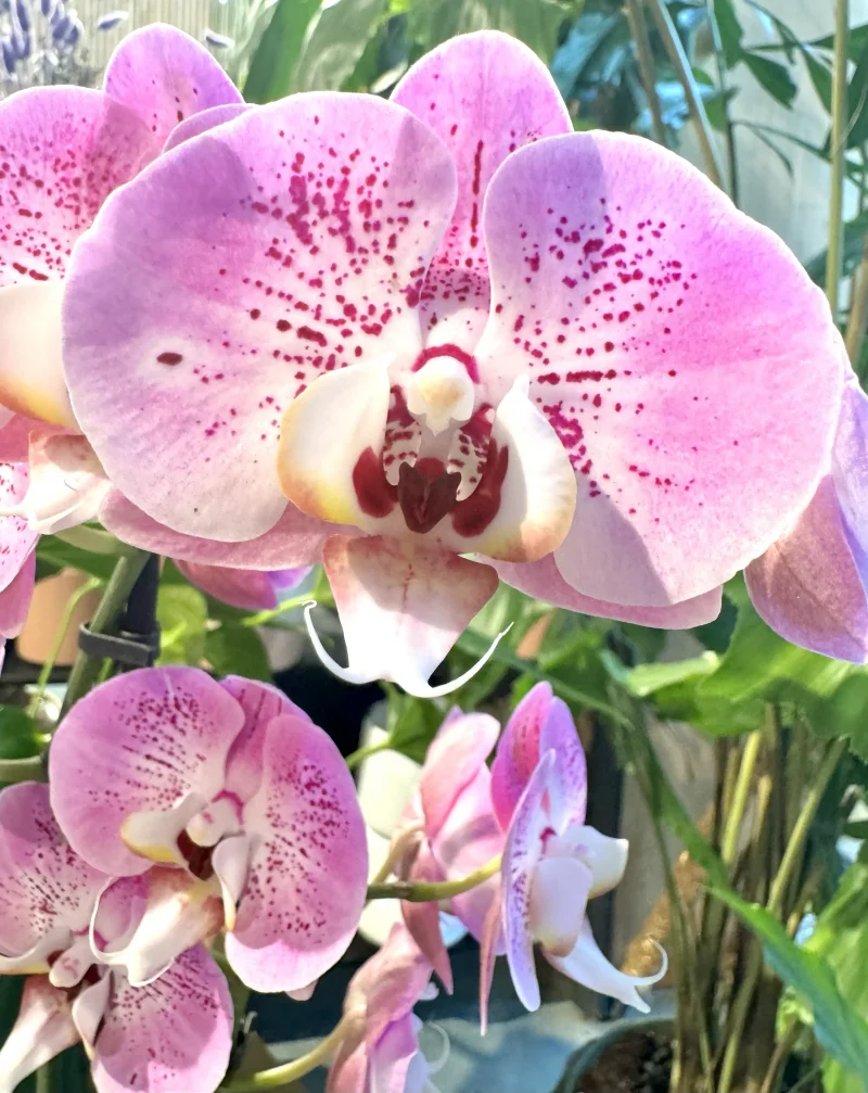 Orchidee – Monsieur Fleur