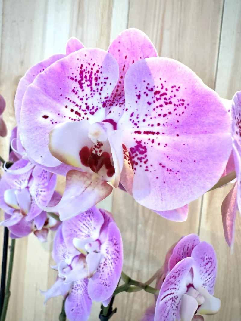 Orchidee – Monsieur Fleur