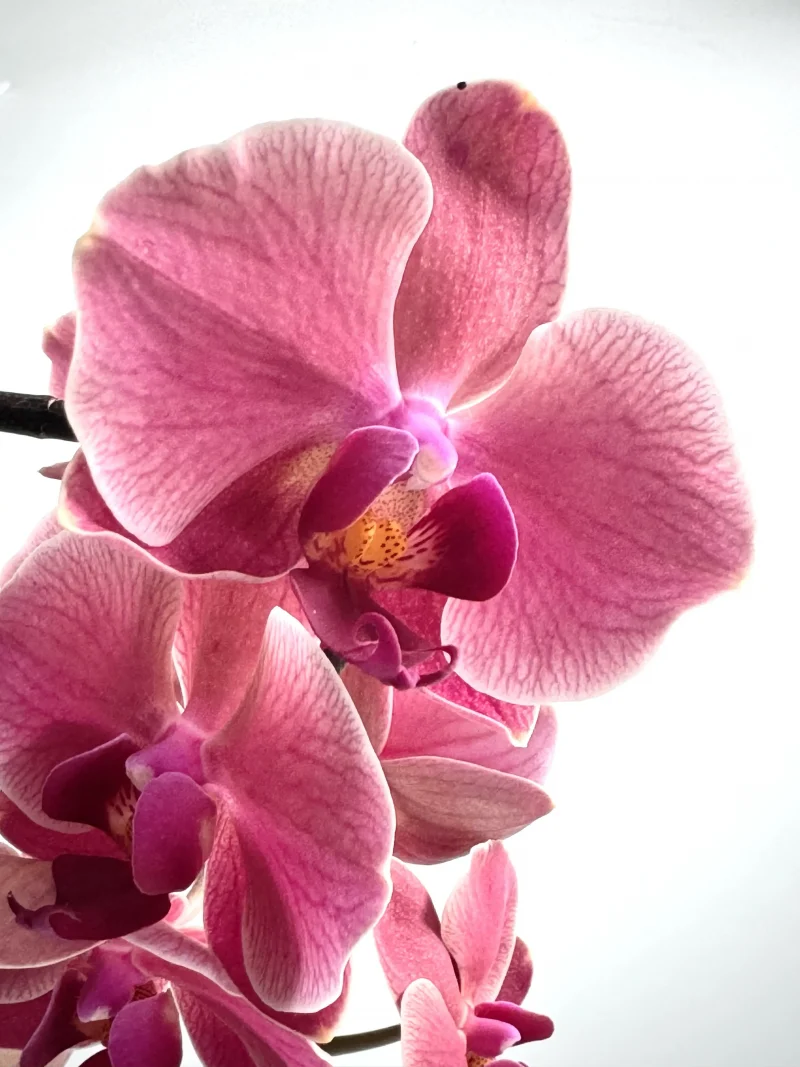 Orchidee – Monsieur Fleur