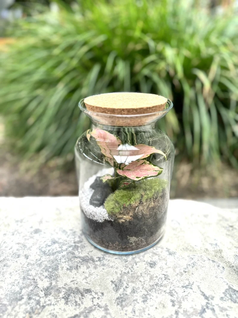 Terrarium Little Jungle Monsieur Fleur