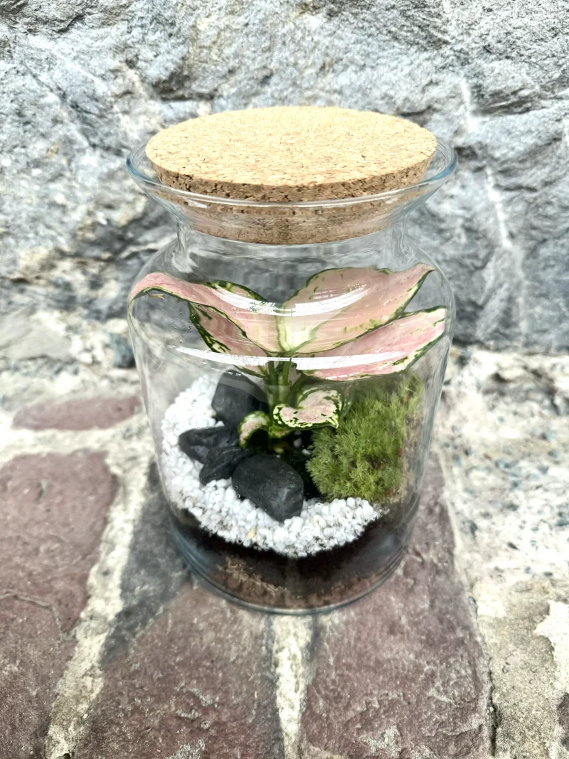 Terrarium Little Jungle Monsieur Fleur