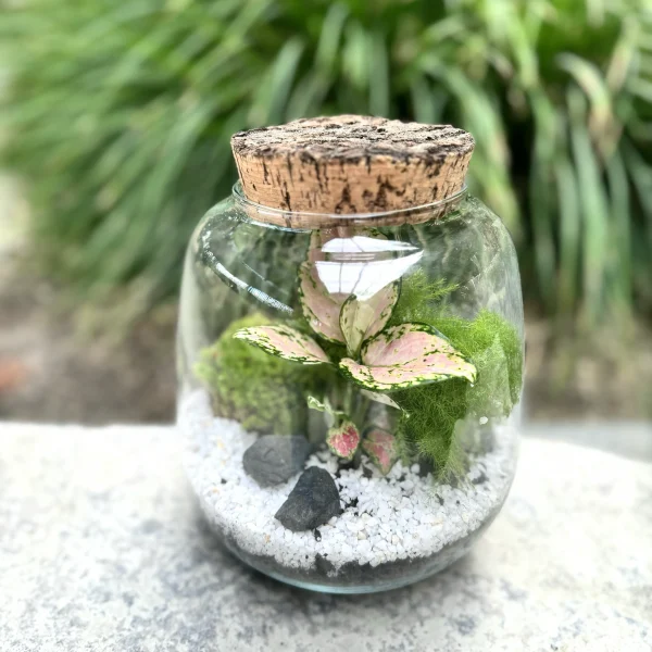 Terrarium Jungle Monsieur Fleur