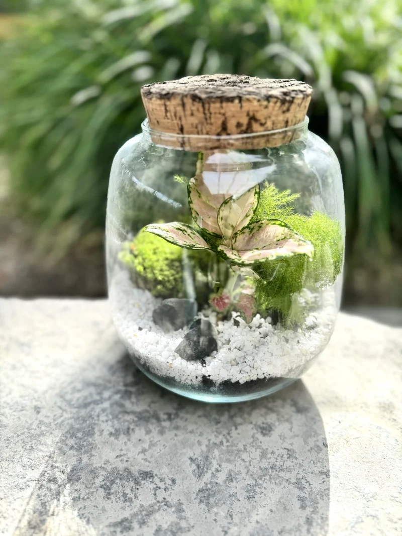 Terrarium Jungle Monsieur Fleur